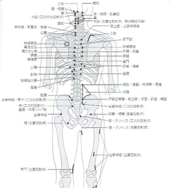 「神経リンパ反射療法」より