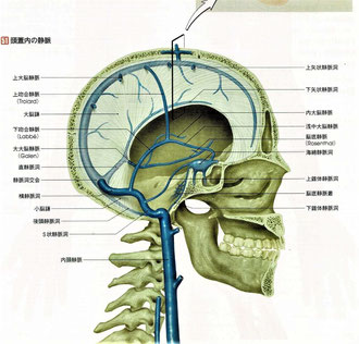 頭蓋内の静脈と矢状静脈洞