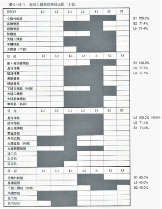筋と髄節性神経支配