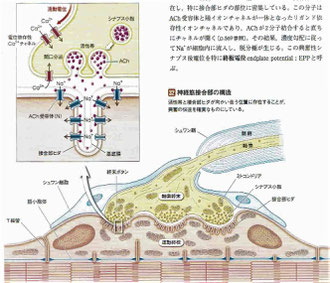 「人体の正常構造と機能」より