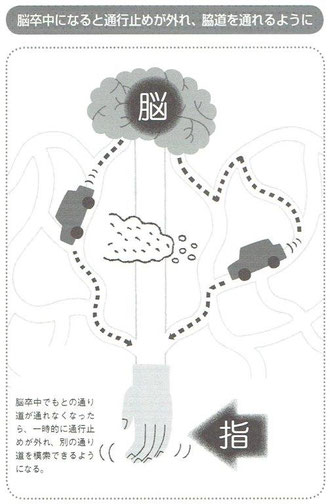 脳卒中でもとの通り道が通れなくなったら、一時的に通行止めが外れ、別の通り道を模索できるようになる。
