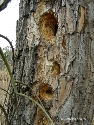 Schwarzspecht (Dryocopus martis)  © Mag. Angelika Ficenc