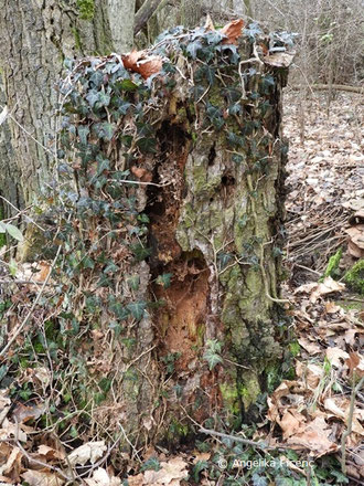 Schwarzspecht (Dryocopus martis),  © Mag. Angelika Ficenc