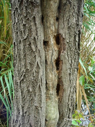 Schwarzspecht (Dryocopus martis)  © Mag. Angelika Ficenc