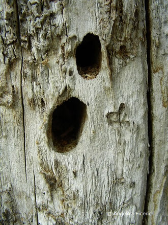 Schwarzspecht (Dryocopus martis)  © Mag. Angelika Ficenc