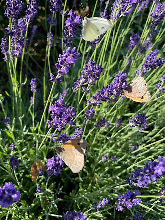 Drei Schmetterlinge in einem Lavendel-Strauch auf Blüten sitzend