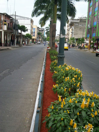 MULCH EN QUEVEDO