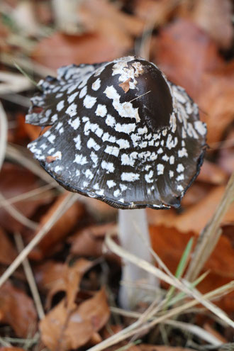 Coprinus picaceus (Spechttintling)