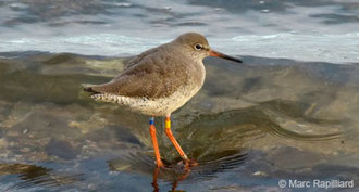 GEOCA, Groupe d'Etudes Ornithologiques des Côtes-d'Armor, ornithologie, observation oiseaux Côtes-d'Armor, avifaune Côtes-d'Armor, Chevalier gambette, bagues couleurs, Marc Rapilliard, Bretagne, Côtes-d'Armor