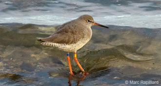 GEOCA, Groupe d'Etudes Ornithologiques des Côtes-d'Armor, ornithologie, observation oiseaux Côtes-d'Armor, avifaune Côtes-d'Armor, Chevalier gambette, bagues couleurs, Marc Rapilliard, Bretagne, Côtes-d'Armor