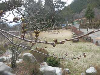 野底山森林公園　4月4日の桜