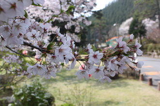 管理事務所前の桜　