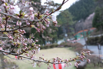 野底山森林公園　桜　開花