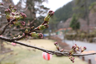 野底山森林公園　桜開花情報