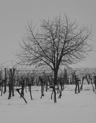 Robert Pirka