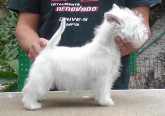 Westy Criadero Canino Www Animalitosasombrosos Jimdo Com Pictures of west highland terriers and westie mixes. westy criadero canino www