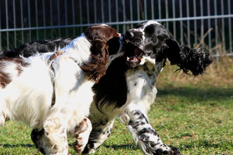 Sugar klebt an seiner Hermine wie Pattex...