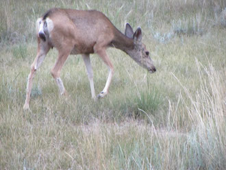 Tiere haben wir auch schon ganz viele gesehen: Wild, Eidechsen, Streifenhörnchen