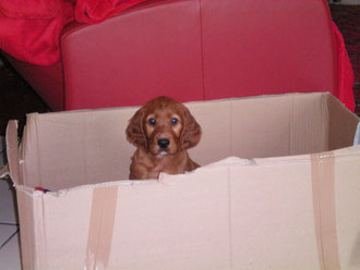 Hund im Karton