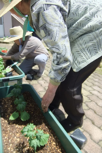 ひと苗ずつ、ゴーヤをプランターに植えていきます