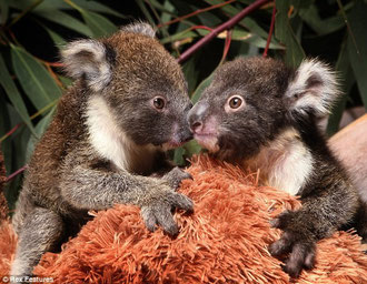 Twin baby koalas Kialla and Tahilla are together again after their mother rejected Kialla as she had no room in her pouch