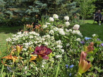 Hydrangeas 'Teller Blue'