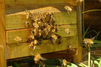 Buckfast-Bienen am Flugloch
