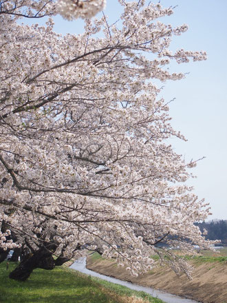 高倉川沿いの桜。春には、桜並木ウォーキングやまちあるきも開催されました。