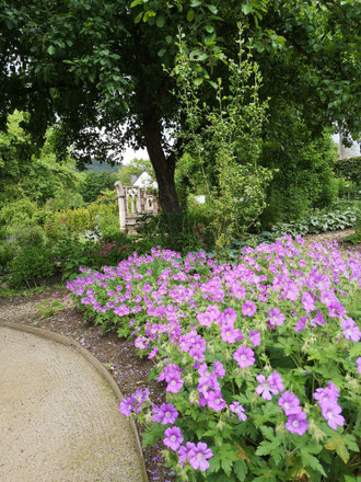 Geranium 'Sirak' im Schattengarten