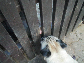 Na, so ein Schweinchen hat Tami noch nie gesehen, das mit der Verständigung klappte trotzdem!