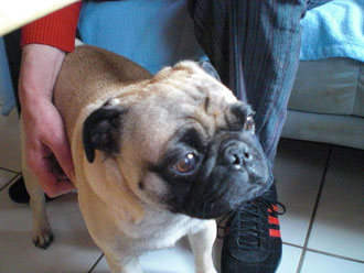 Hier kommt Mops Anton,der mich schon, als ich ihn das erste Mal gesehen habe, von den Socken gehauen hat.Kein Wunder, dass unsere Kira ihn toll findet.