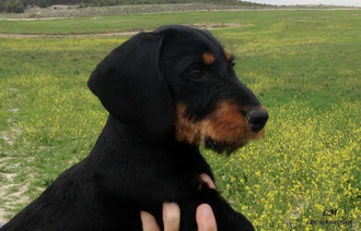 Greta 