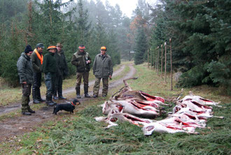 Nach der ersten Jagd - Streckenlegung