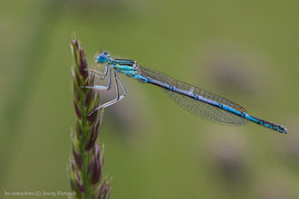 Odonata - Libellen