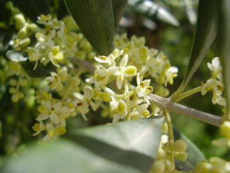 Foto de flor de Bach Olive en estado silvestre