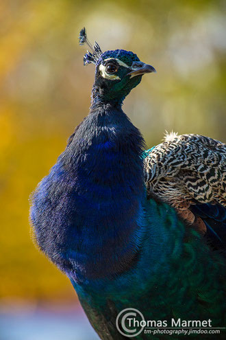 Pfau