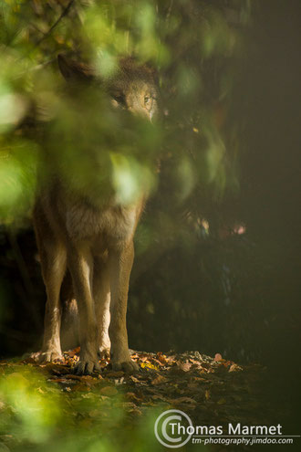 Wolf