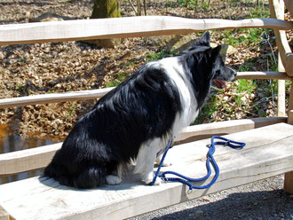 Ein seeehr seltenes Tier: der britische Schmutzhund - und das auch noch ausnahmsweise völlig sauber!