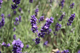 Huile essentielle de Lavande sp.
