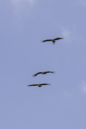 Trío de buitres volando de forma paralela, comportamiento típico observable durante la época de celo de la especie.