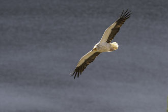 Alimoche (Neophron percnopterus) en vuelo, donde se aprecian los colores amarillos anaranjados en la cara.