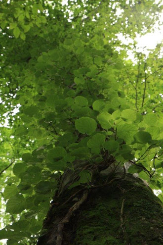 ツル絡むブナ ブナの木を包み大空を埋める生命力