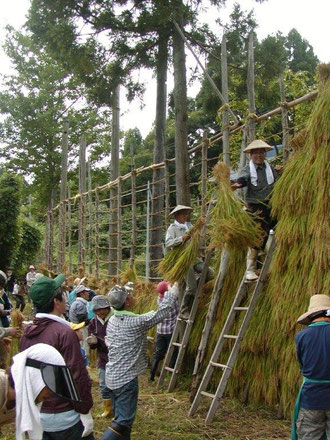 牧区でのはさ掛け作業です 