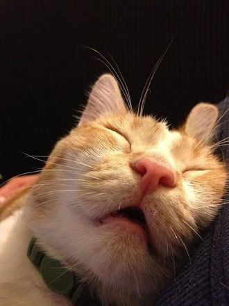 口を開けて寝ている猫
