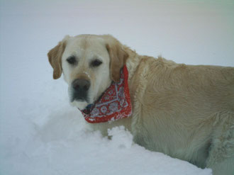 Pino im Schnee