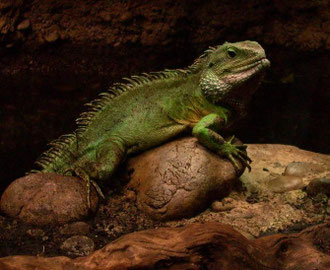 Leguan