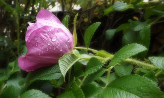 Heckenrose vom Regen gebeugt