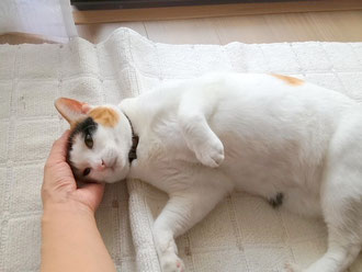 もっと、なでてにゃ～♡