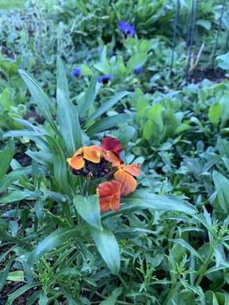 English wallflowers for scent in the evenings.