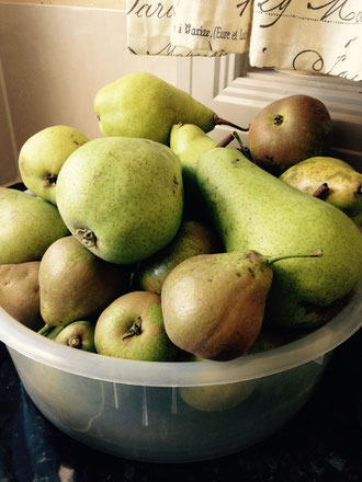 A bowl of fresh picked local pears.